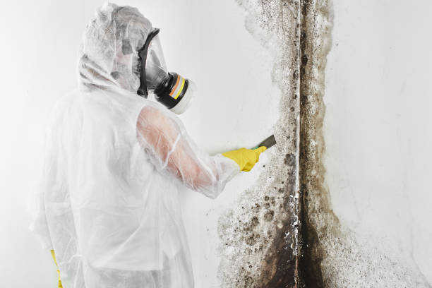 Home Mold Removal in Congers, NY