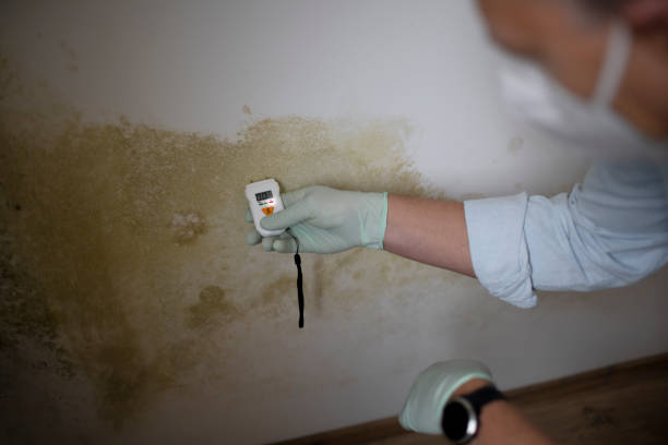 Best Mold Cleaning Services  in Congers, NY