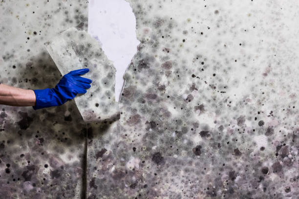 Best Affordable Mold Removal  in Congers, NY