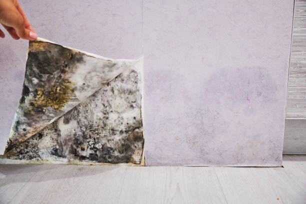 Best Black Mold Removal  in Congers, NY